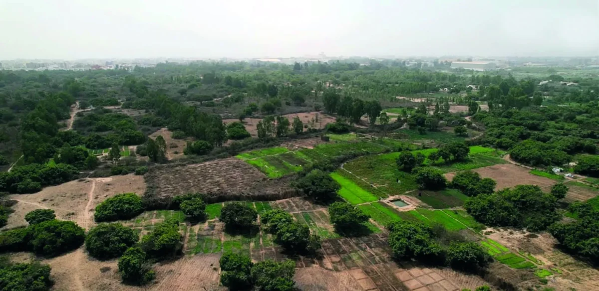 forêt classée de Mbao, commune de Mbao dans la banlieue de Dakar
