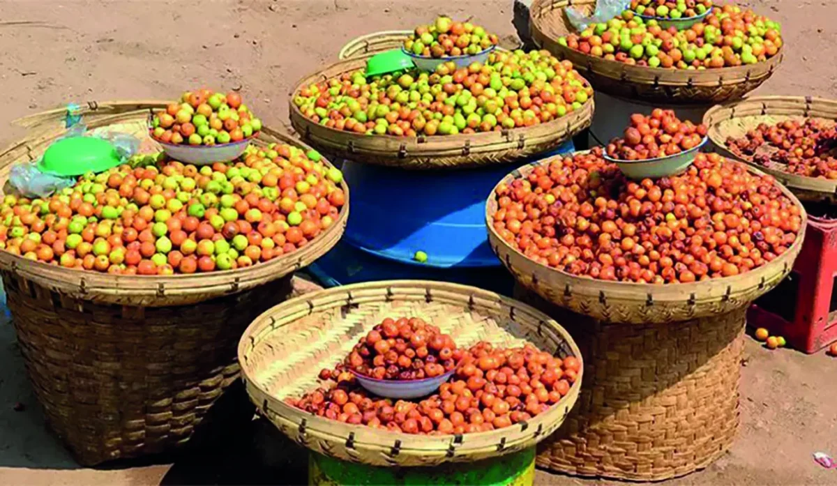 jujube de Linguere