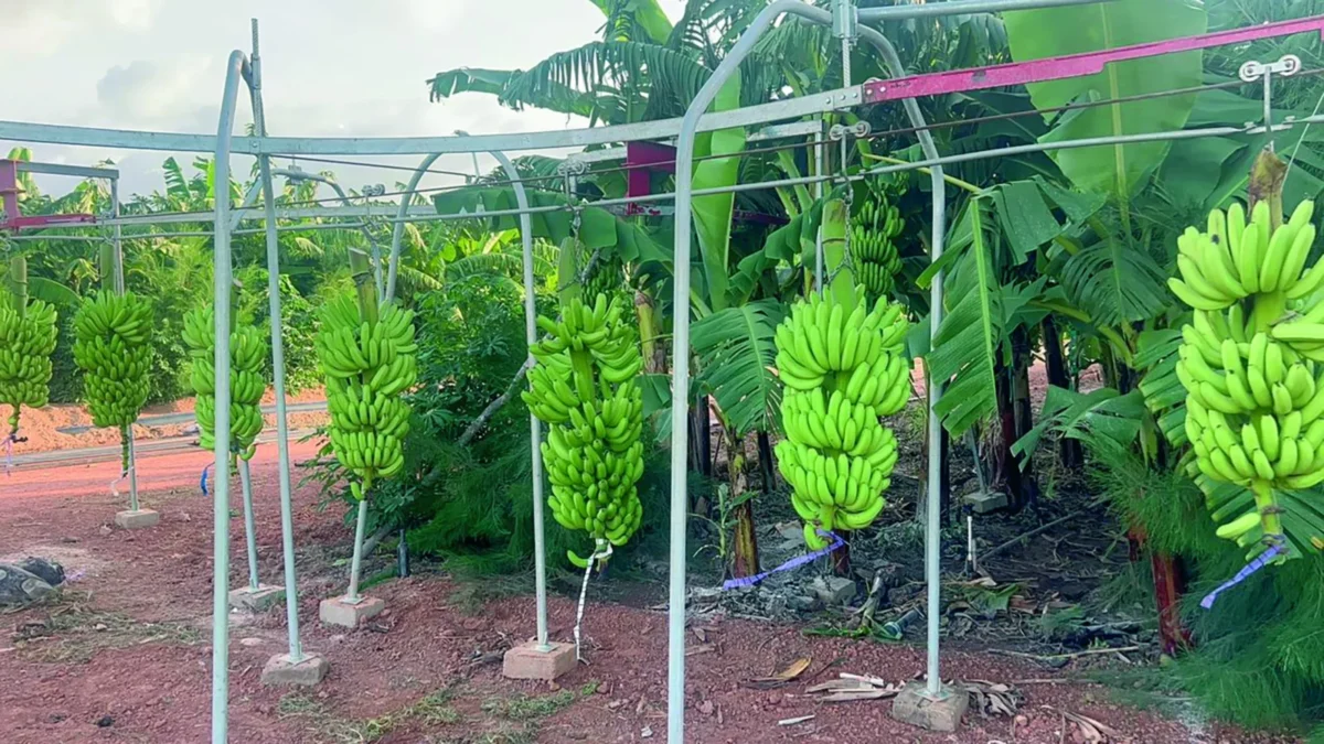 Souveraineté alimentaire : le Sénégal trace sa route vers l’autosuffisance en banane d’ici 2029