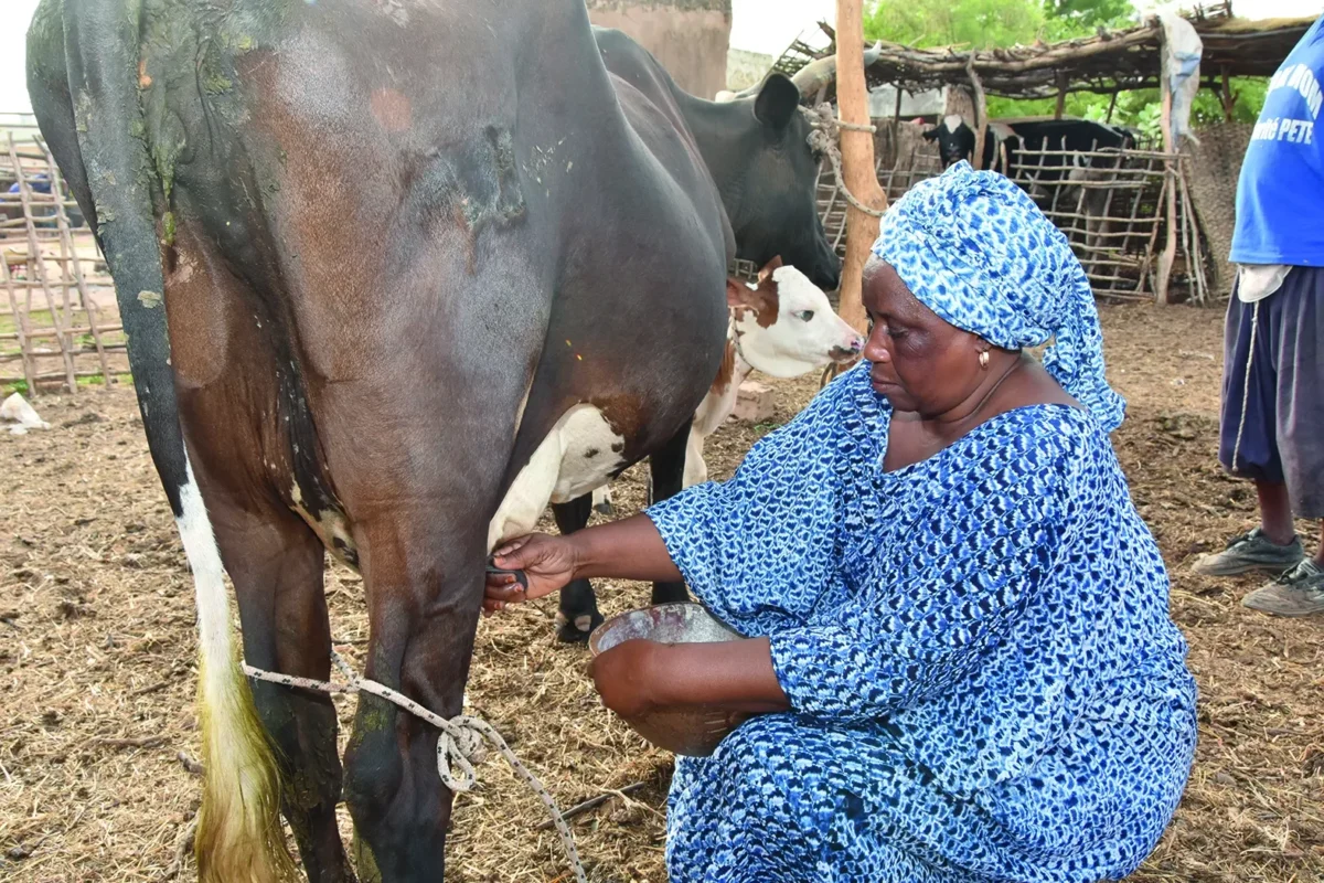 pastoralisme peule femme