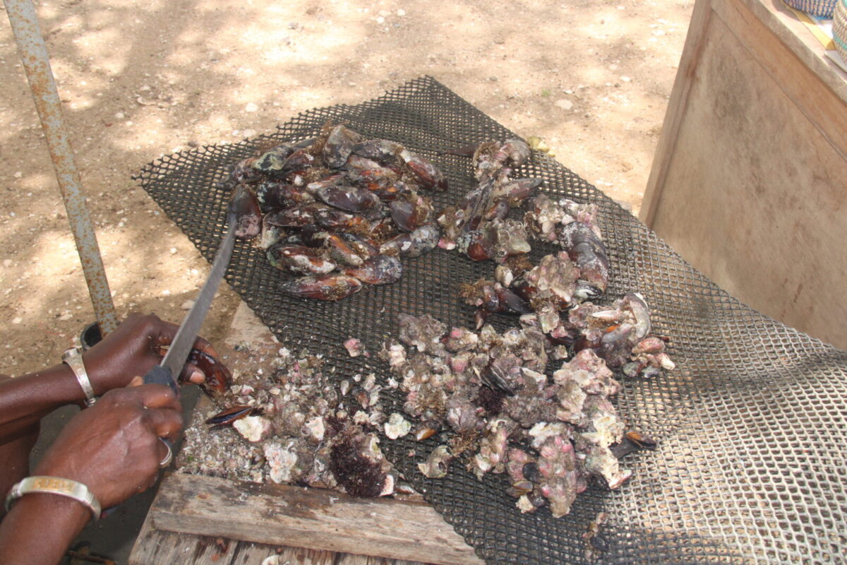 ostréiculture, Somone, Guéreo