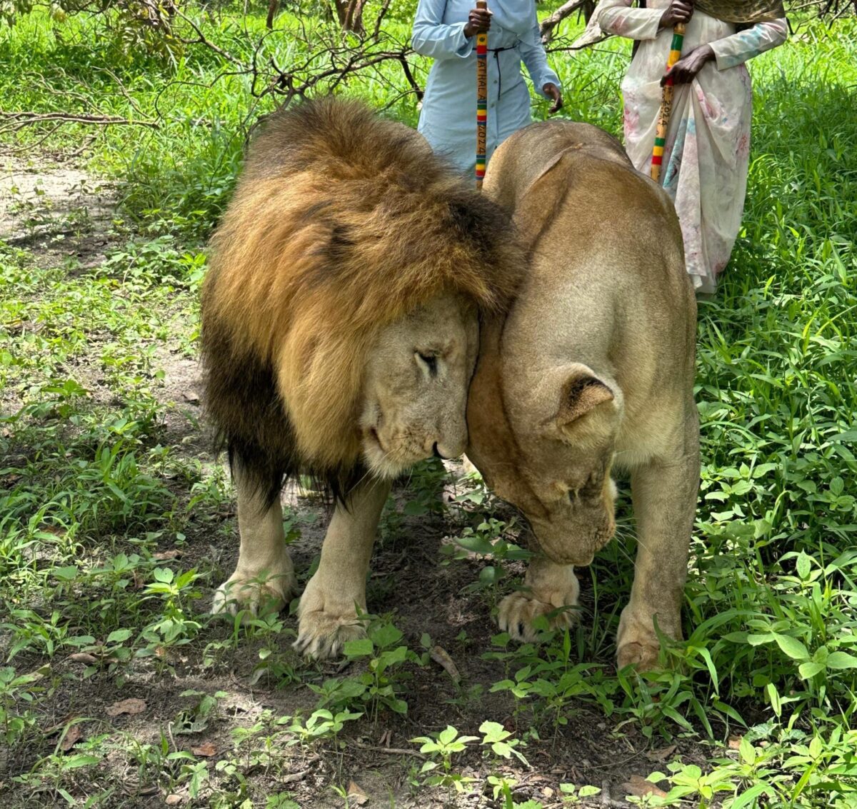 Réserve de Fathala, marche avec les lions