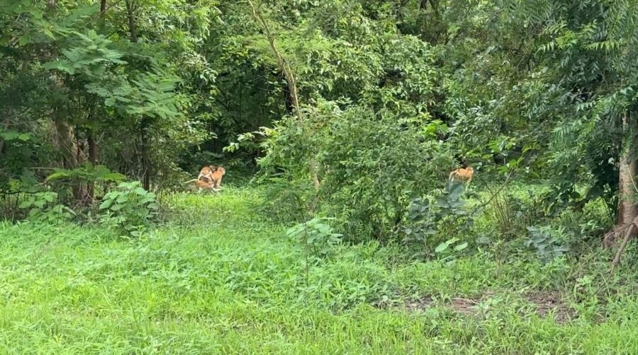 Des babouins de Guinée se promenant dans la forêt de Keur Aliou Gueye 