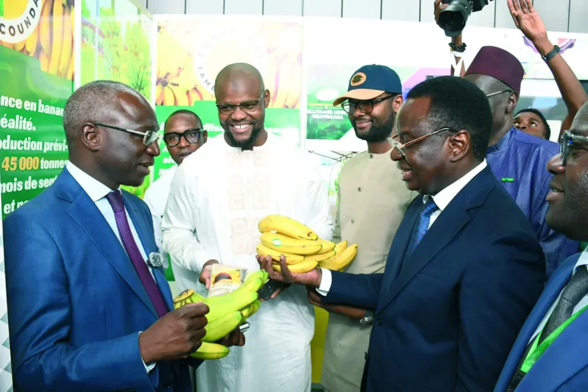 Yaya Mamadou Sall réagit au gel des importations de banane par l'Agence de régulation des marchés