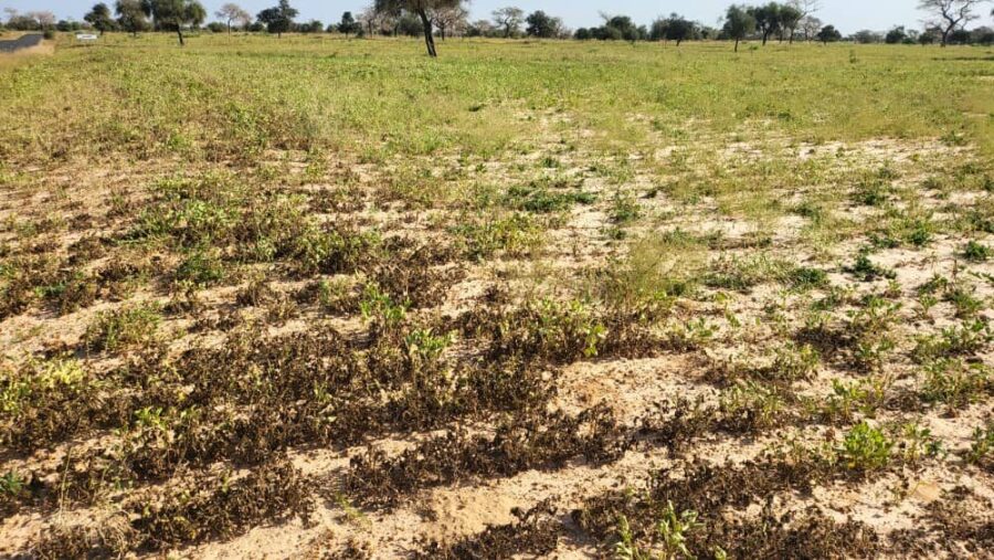 Mérina Diakhar sorgho, oiseaux mil