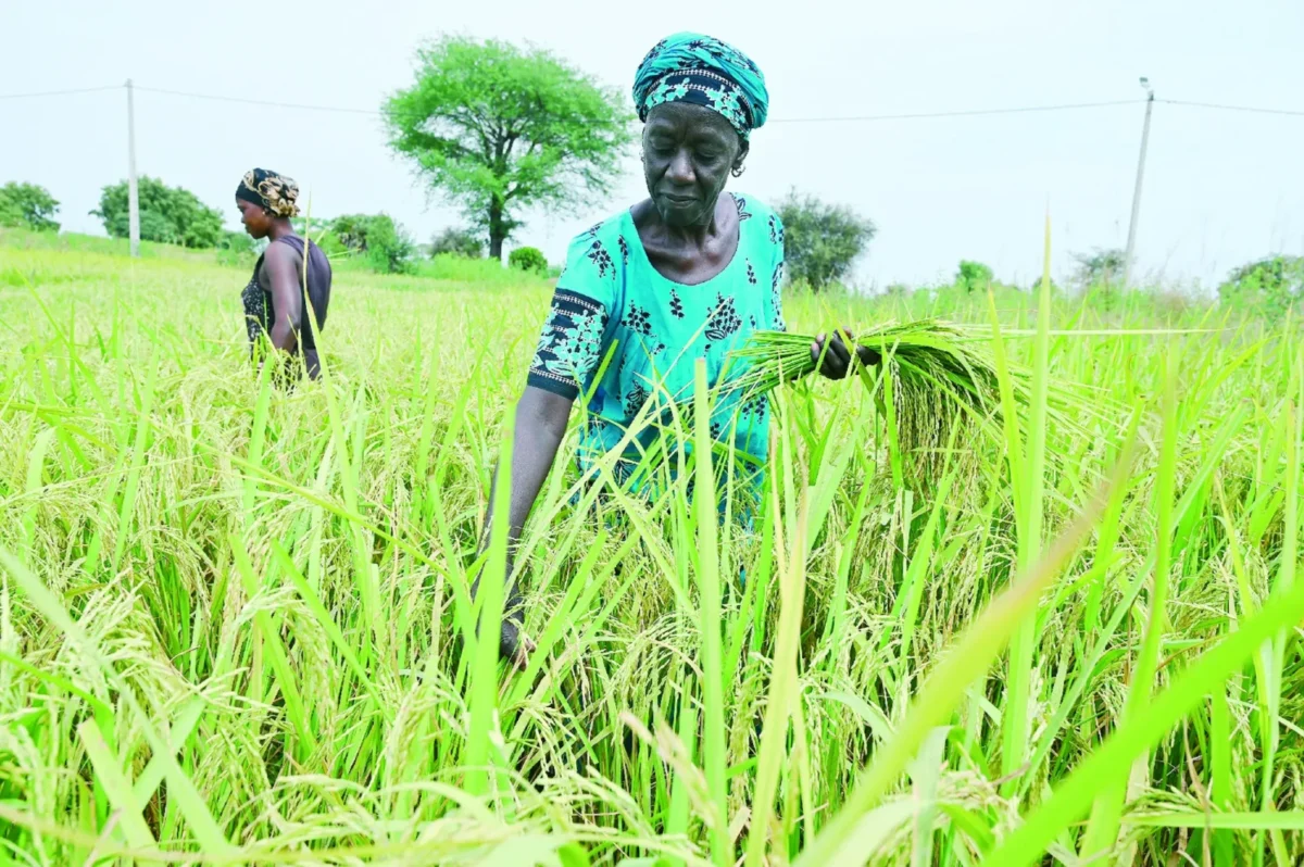 autosuffisance, riz, Sénégal