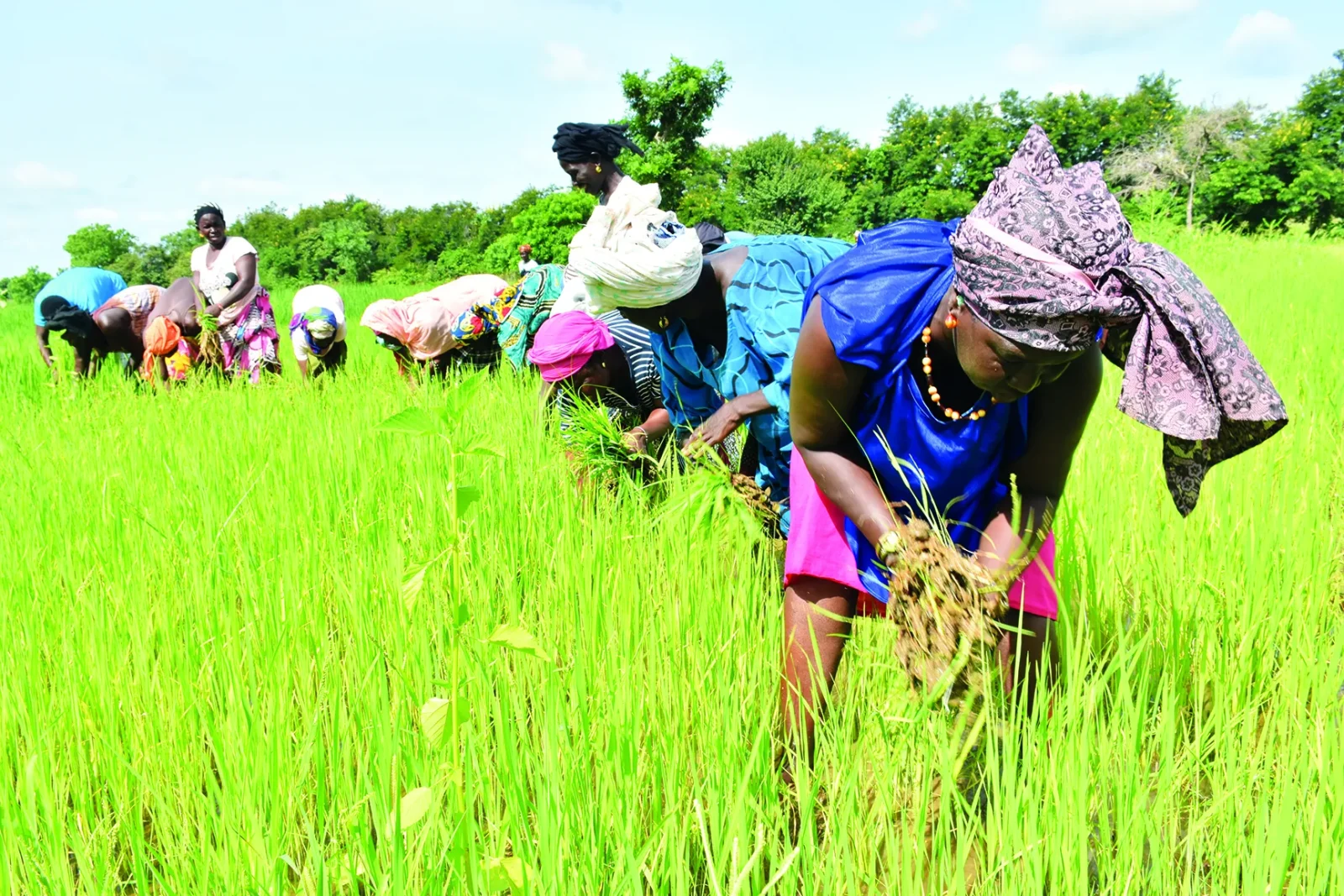 Au Sénégal, les femmes ne détiennent qu’environ 12 % des terres agricoles